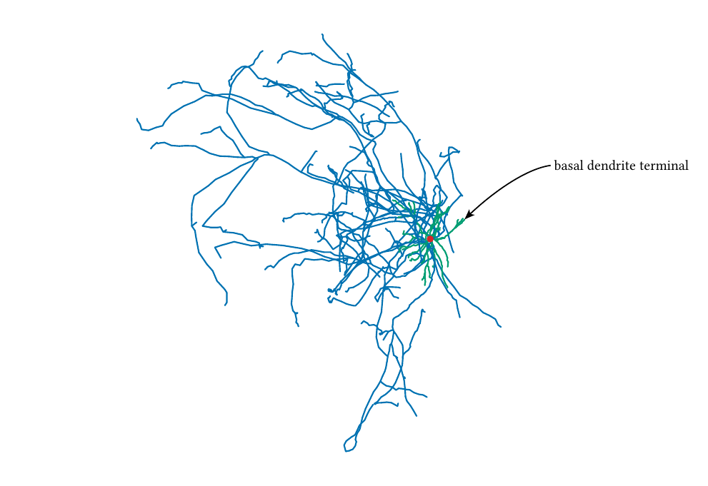 A CeTZ leader pointing to an exact projected dendrite terminal