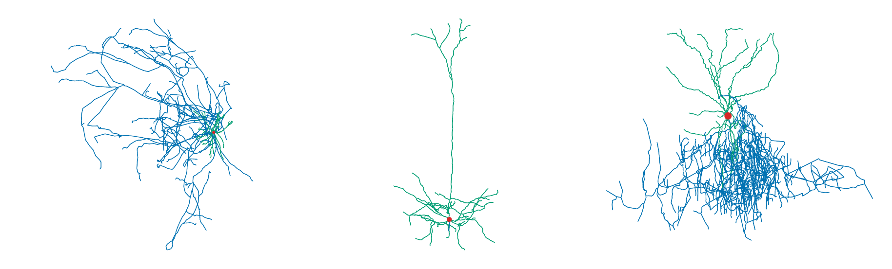 Three real neuronal morphologies rendered by Axodendron