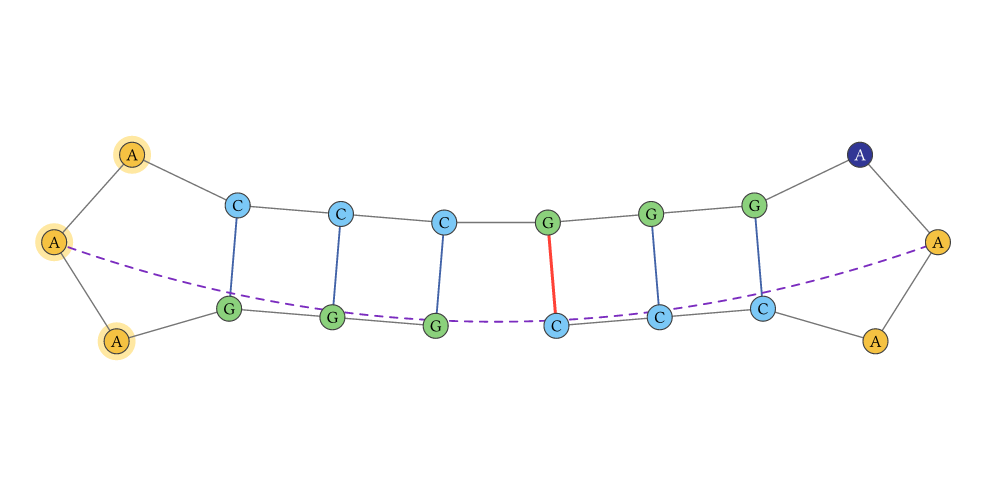 RNA structure with base, pair, region, and text annotations
