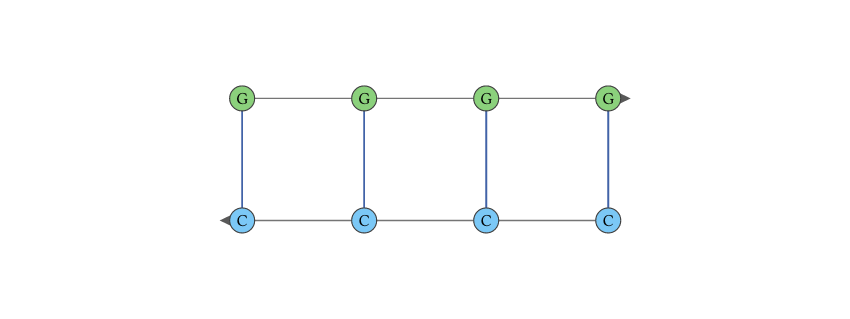 Antiparallel RNA duplex drawn as two strands