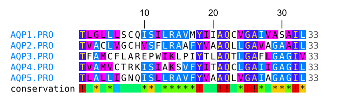 Protein alignment preview
